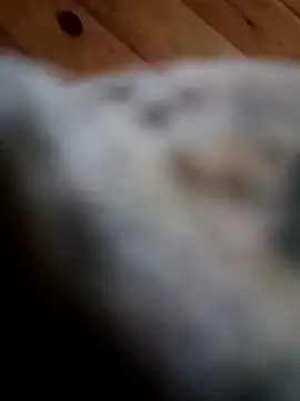 Snapshot of Arabian chatting on 02/11/25, 06:01 Arabian online show from 02/11/25, 06:01