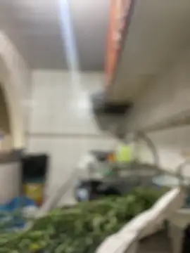 Carola-Ross online show from 03/24/26, 05:46