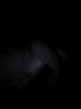 bong crave online show from 11/02/25, 06:35