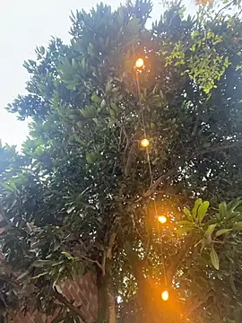 aurora coldd online show from 10/27/25, 10:22