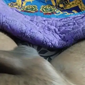 desi pb02 online show from 11/22/25, 07:24