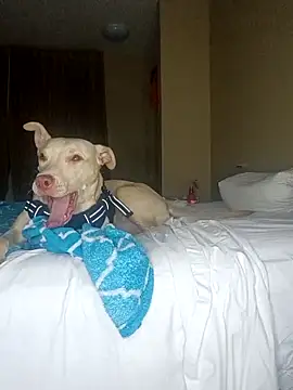 KingSlim56 online show from 12/18/25, 02:05