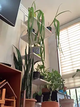 NatashaRex online show from 02/25/26, 08:19