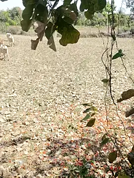 cute1gfbf online show from 03/05/25, 07:05