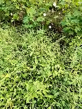 himvilohi08 online show from 10/23/25, 11:42