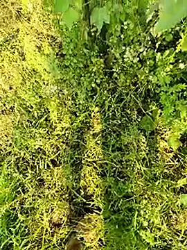 himvilohi08 online show from 01/13/26, 04:38