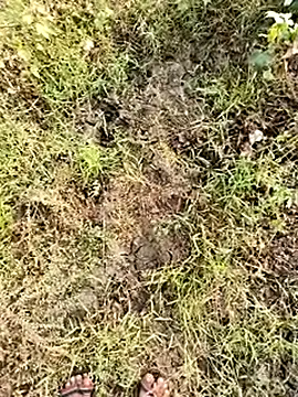 himvilohi08 online show from 01/08/26, 04:07