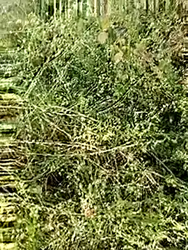 himvilohi08 online show from 12/04/25, 02:43