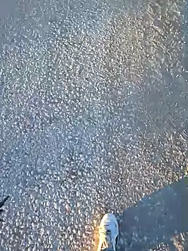 Thunderbolt121 online show from 03/10/26, 04:49