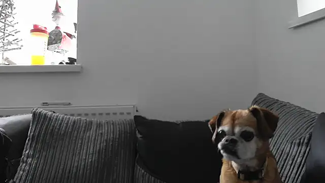 Sizzling Indie36 online show from 11/26/25, 12:38