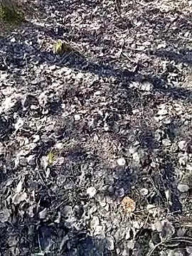 DawidSpandel online show from 03/16/25, 09:49