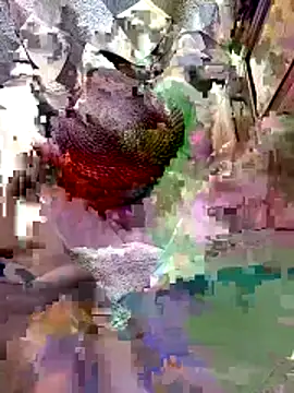 A-1PLAYBOY0 online show from 04/09/26, 04:47