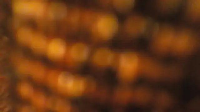 lucywilcox online show from 10/26/25, 01:55