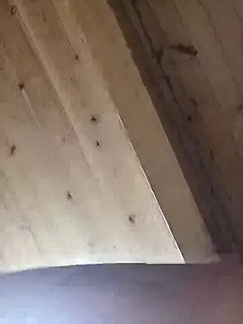 Angelsordemons6 online show from 09/19/25, 08:24