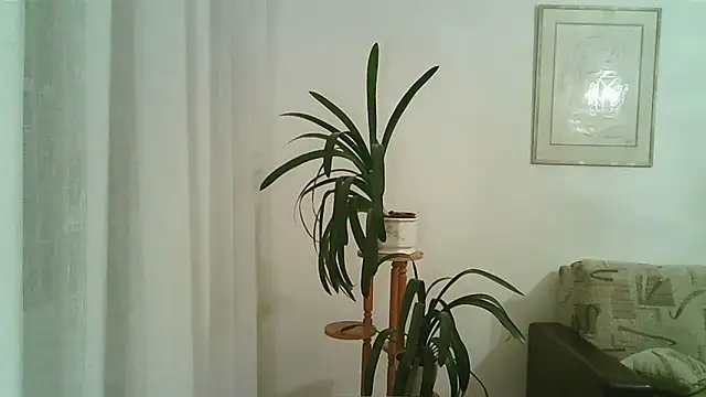 Dartanjanas13 online show from 11/28/25, 08:09