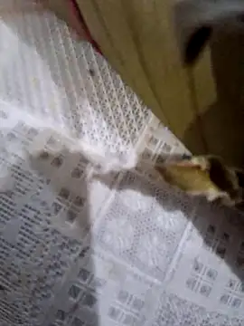 dolliette24 online show from 11/10/25, 06:02