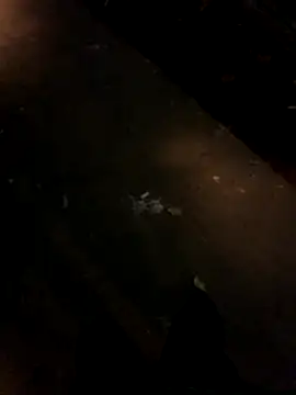 sesa12 online show from 11/21/25, 08:52