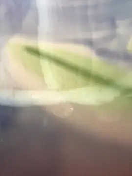 starsaligned online show from 01/07/26, 06:24