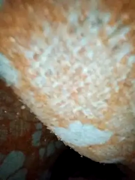 ParousFlow online show from 01/19/26, 12:42