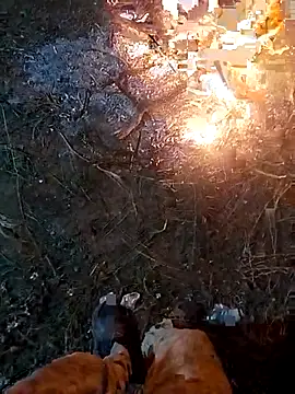 ParousFlow online show from 04/15/26, 03:23