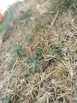 mkallu1995 online show from 03/05/26, 06:10