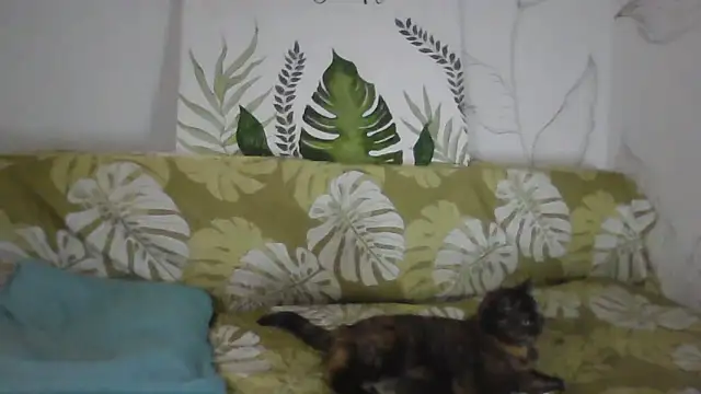 Catty Lady online show from 11/26/25, 06:30