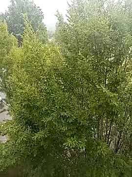 mrlolimirass online show from 06/04/26, 05:06