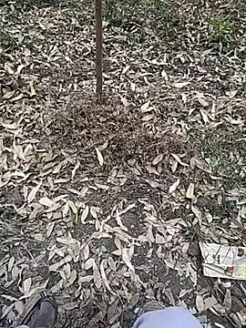 Telugu person12 online show from 01/10/26, 07:36