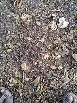 Telugu person12 online show from 01/14/26, 07:56