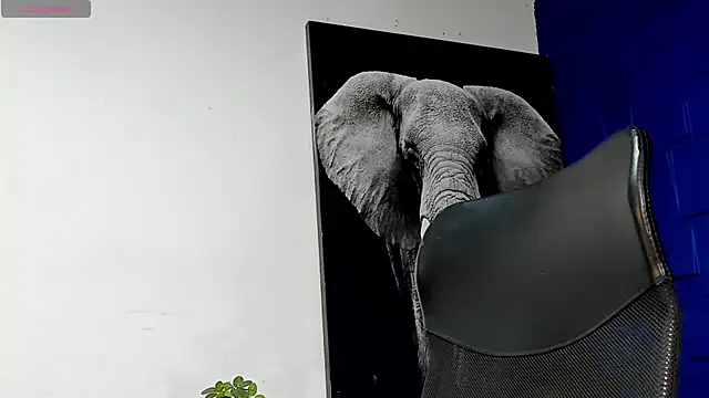 king falconer online show from 11/15/25, 11:31