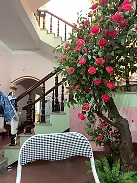 Snapshot of Bollozzy_89 chatting on 09/24/25, 04:52 Bollozzy 89 online show from 09/24/25, 04:52