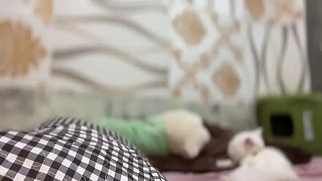 Yourbaby angelx online show from 03/03/26, 04:47