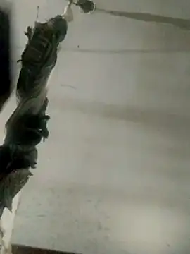 Luk909090 online show from 03/14/26, 07:42