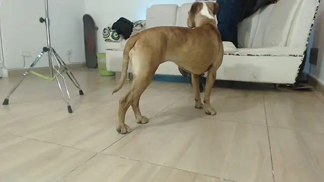 Thomasjons  online show from 04/12/26, 02:37