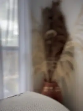 Sofi Leal online show from 10/07/25, 12:17