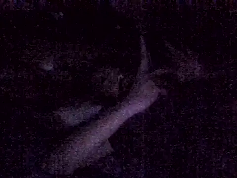 harish x online show from 03/04/26, 06:59