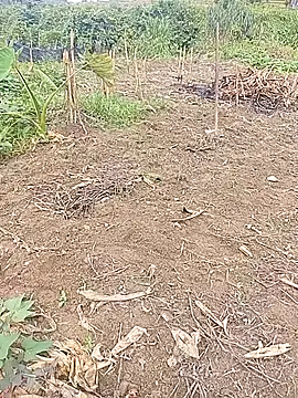 Phuongphuongg online show from 10/21/25, 03:17