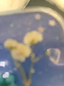 chocolate bella online show from 04/10/26, 05:31