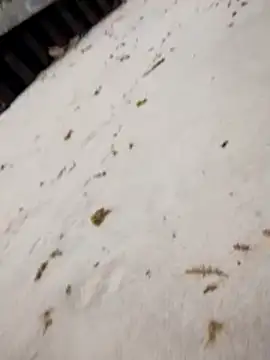 sarahkat86 online show from 10/25/25, 07:14