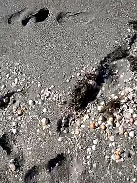 sarahkat86 online show from 11/14/25, 06:33