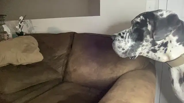 bambifarrina online show from 09/14/25, 05:08