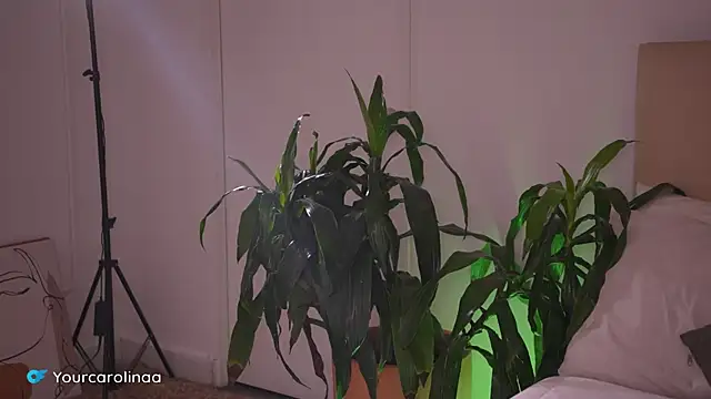 Carolart  online show from 01/06/26, 10:25