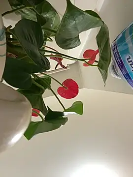 Czarnoksieznik online show from 03/24/26, 10:10