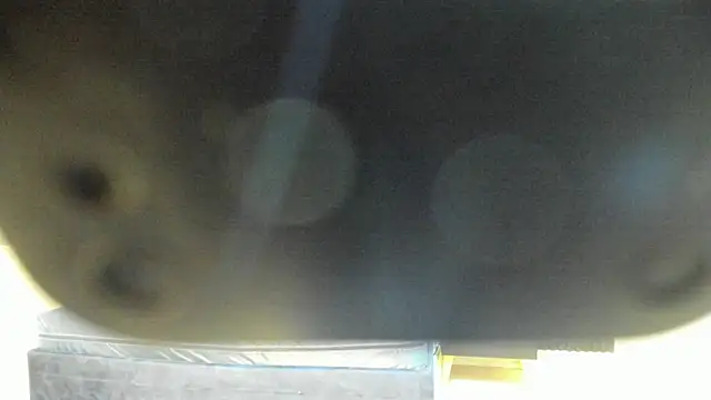 Megan Sweetas online show from 11/26/25, 07:58