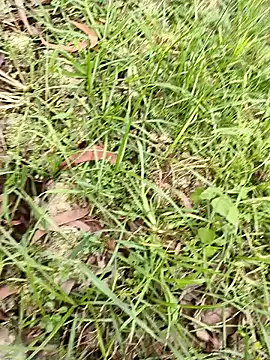 hotboy43339 online show from 03/31/26, 11:45