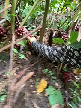 Huong-Ly online show from 10/28/25, 05:29