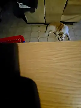 Stingles online show from 10/11/25, 06:03