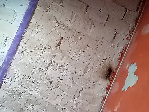 Hay-Viene-El-Huyy online show from 09/16/25, 11:55