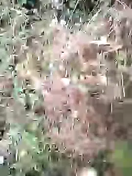 Snapshot of PhamPm70 chatting on 02/03/26, 01:38 PhamPm70 online show from 02/03/26, 01:38