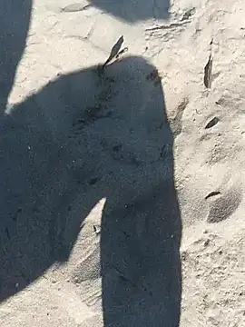 pegaso369 online show from 09/29/25, 01:06